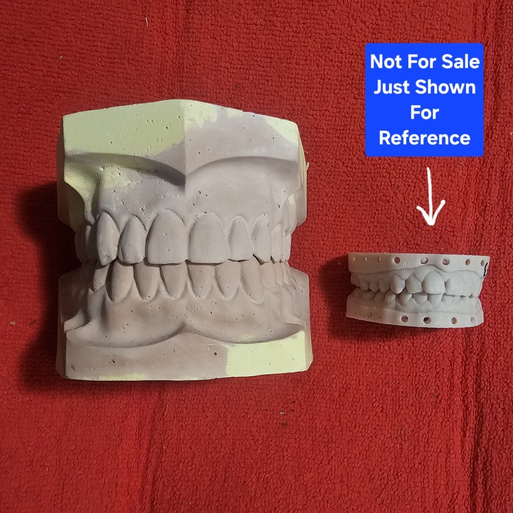 Large Size Dental Models